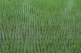兩優(yōu)036(原名:03S×安選6號(hào))水稻栽培技術(shù)要點(diǎn)，5月15日左右播種