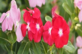 天天開花如何過(guò)冬，生長(zhǎng)期需要每10天左右施加一次肥料