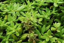 景天科植物進(jìn)行光合作用的特點(diǎn)，通過CAM途徑進(jìn)行光合作用