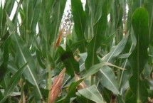 鴻基718玉米栽培技術(shù)要點(diǎn)，中等肥力以上地塊種植