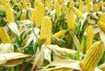 贏美981玉米栽培技術(shù)要點(diǎn)，密度4000株/畝左右