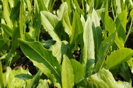 油麥菜的種植方法，一年四季均可栽培