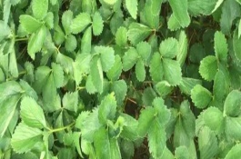 如何養(yǎng)護(hù)沒有葉片的草莓苗，在大棚內(nèi)種植可以存活