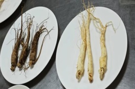 人參果盆栽老是干葉是為什么，呈扁平狀
