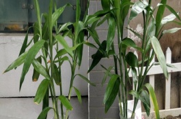 富貴竹怎么水養(yǎng)，適合生長在有散光的半陰處