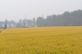 隆香優(yōu)7號(hào)水稻栽培技術(shù)要點(diǎn)，湘北6月25日前播種