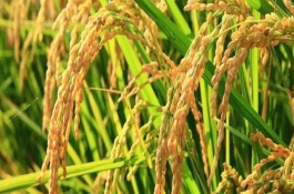 益豐優(yōu)205選水稻栽培技術(shù)要點，該品種對稻飛虱有較好的抗性