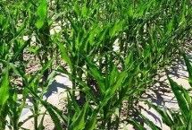 昭黃16號玉米栽培技術要點，區(qū)試平均生育期125.3天