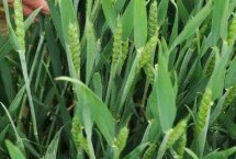 西高9924小麥栽培技術(shù)要點，適宜播期10月上中旬