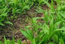 白芨種植有哪些風(fēng)險(xiǎn)，一畝需8000-10000株種苗