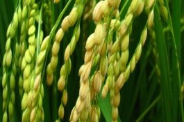 綿5優(yōu)5240水稻栽培技術要點，注意防治稻瘟病