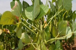 浙鮮12大豆栽培技術(shù)要點(diǎn)，種植密度每畝1.5萬株