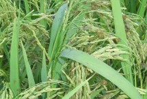 炫兩優(yōu)3006水稻栽培技術(shù)要點(diǎn)，一般4月下旬至5月中旬播種