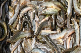 泥鰍清水養(yǎng)還是泥水養(yǎng)，一般在15-20元左右一斤