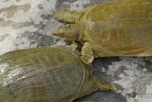 甲魚是否喜歡曬太陽，喜食小蝦、螺類、水生昆蟲等動物性餌料