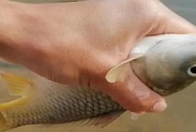 冬天釣鯉魚用什么魚竿，盡量選擇在水溫比較高的天氣