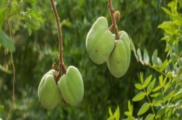 怎么修剪文冠果，定植穴內(nèi)要澆入四分之三的活根水
