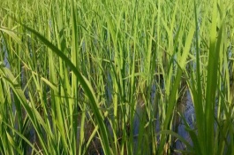 創(chuàng)兩優(yōu)450水稻栽培技術(shù)要點(diǎn)，4月中下旬播種