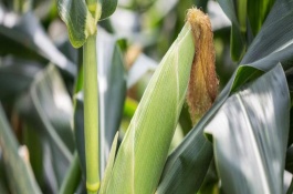 東方紅1號(hào)玉米栽培技術(shù)要點(diǎn)，普通玉米品種