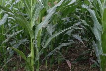 鋒玉201玉米栽培技術(shù)要點，最適宜播種期為春播