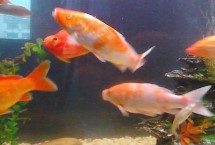 養(yǎng)魚有水霉菌了怎么辦，孔雀石綠是它的克星