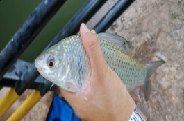 土鯪魚(yú)的攝食習(xí)性，一般都在水體底層活動(dòng)