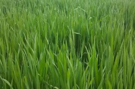 麥苗為什么發(fā)黃，也叫麥苗屬于一年生草本植物