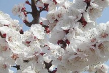 杏花開放的節(jié)氣，最早開放節(jié)氣為雨水