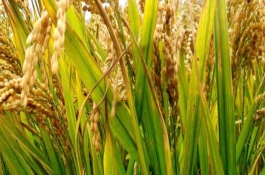 源優(yōu)華占水稻栽培技術(shù)要點(diǎn)，秧苗期防治稻飛虱