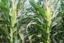 河玉397玉米栽培技術(shù)要點(diǎn)，中抗莖腐病