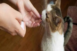 貓?zhí)蛄梭w外驅(qū)蟲藥的后果，可能出現(xiàn)食欲不振、精神萎靡、嘔吐腹瀉等癥狀