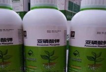 亞磷酸鉀控旺效果，亞磷酸鉀可抑制部分病害