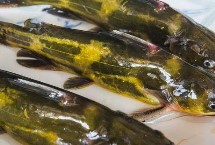 昂刺魚哪里有毒，可食用而且能夠入藥