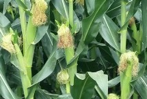 吉耘816玉米栽培技術(shù)要點(diǎn)，4月20日后至5月1日前播種