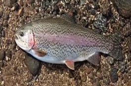 虹鱒魚的刺多不多，一斤需要20-30元左右