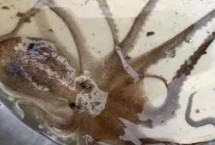 章魚是群居動物嗎，種類和分布均不同