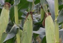 華海甜15號玉米栽培技術要點，注意防治病蟲害