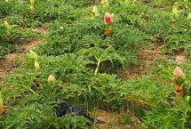 種植大黃怎么施肥，可以直播也可以育苗之后移栽