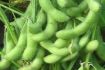 周豆34號大豆栽培技術要點，耐密型夏大豆品種