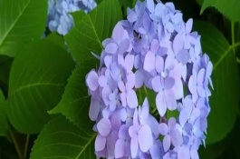 繡球花開花時(shí)能施肥嗎，可分株也可壓條繁殖