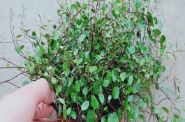 千葉吊蘭為什么掉葉子，在半陰的環(huán)境下養(yǎng)護(hù)為宜