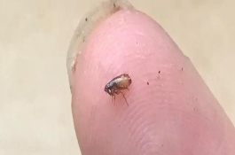 雞跳蚤怕什么氣味，跳蚤是寄生性昆蟲可以跳到人身上