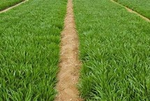春小麥種植注意事項，抗旱抗寒能力不同