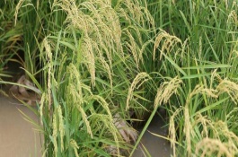 銀泰優(yōu)8號水稻栽培技術(shù)要點，全生育期116.9天