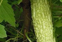 苦瓜的種植時間，南方在1-3月露天種植