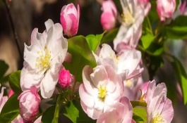 海棠花何時開花，寓意苦戀、頑強不倒等