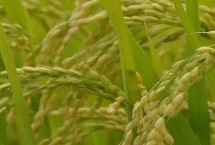 嘉優(yōu)8號水稻栽培技術要點，每畝有效穗數(shù)17.1萬穗