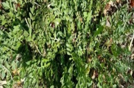 種薺菜用什么土比較好，是春秋季節(jié)的蔬菜