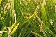 良相優(yōu)品來水稻栽培技術(shù)要點(diǎn)，全生育期早稻125.6天