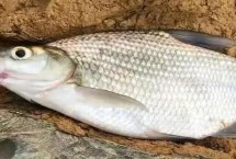 垂釣鳊魚(yú)的餌料配方，0.5-1米的深度較合適